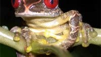 <i>Leptopelis parkeri</i>