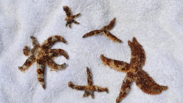 Coscinasterias tenuispina