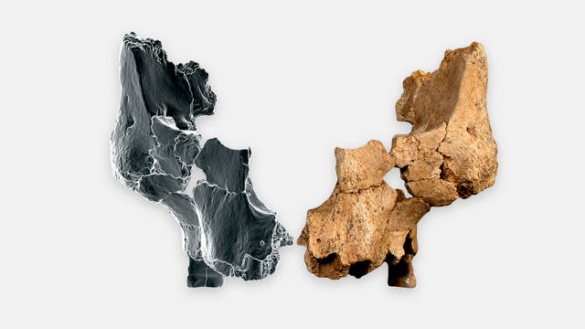 Zwei nebeneinanderliegende Bilder eines fossilen Knochens. Links eine schwarz-weiße Nahaufnahme mit detaillierter Textur, rechts die farbige Ansicht des gleichen Knochens in Braun- und Beigetönen. Unten rechts das Logo von IPHES, dem Institut Català de Paleoecologia Humana i Evolució Social.