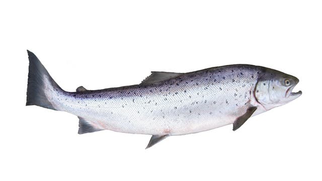 Ein Fisch (Lachs) vor weißem Hintergrund