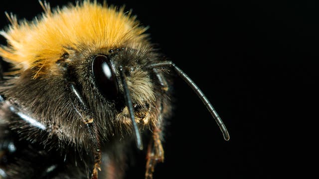 Der Kopf einer Hummel in Großaufnahme