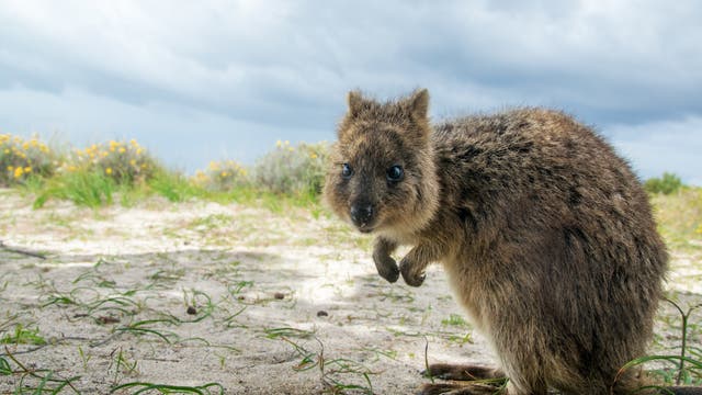 Ein Quokka sitzt in den Dünen von Rottnest Island und guckt neugierig in die Kamera.