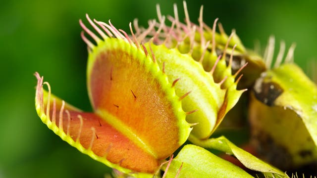 Venusfliegenfalle (Dionaea muscipula), das pinke Innere der offen stehenden Falle ist zu sehen.