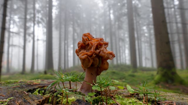 Ein bräunlicher Pilz – eine Giftlorchel – mit einer unregelmäßigen, gewellten Oberfläche wächst auf einem moosbedeckten Baumstumpf im Vordergrund eines nebligen Nadelbaumwaldes. 