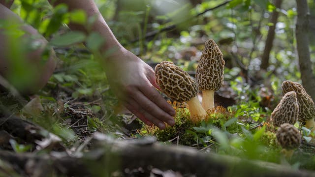 Eine Hand nähert sich einer Gruppe von Morchelpilzen, die auf dem Waldboden zwischen Moos und Laub wachsen. 
