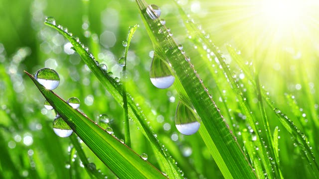 Tautropfen auf grellgrünen Grashalmen, rechts ein starker Lichtreflex wie von Sonnenlicht
