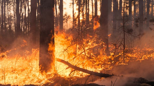 Waldbrand