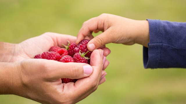 Ein Erwachsener bietet einem Kind eine Handvoll Himbeeren, das Kind nimmt sich eine