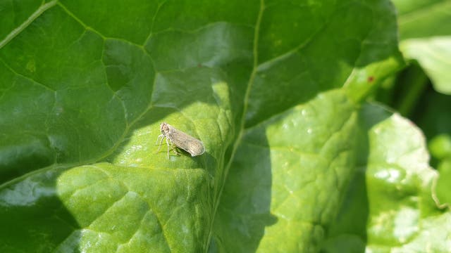 Eine kleine, braune Fliege sitzt auf einem großen, grünen Blatt, das von Sonnenlicht beleuchtet wird. Die Struktur des Blattes ist deutlich sichtbar, mit hervortretenden Adern und einer glänzenden Oberfläche. Im Hintergrund sind weitere Blätter zu erkennen, die ein dichtes, grünes Laubwerk bilden.