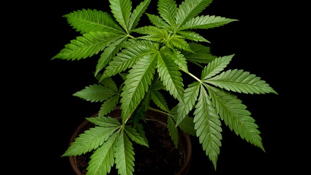 Cannabis