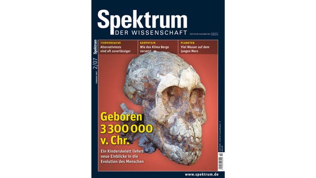 Schädel eines Australopithecus-Mädchens