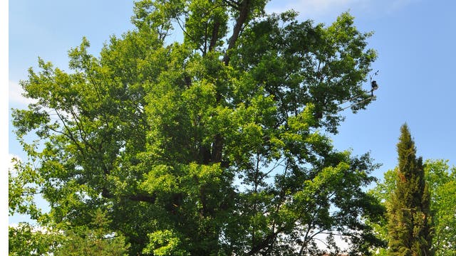 Talking Tree