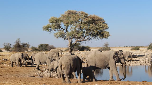 Elefanten in Namibia