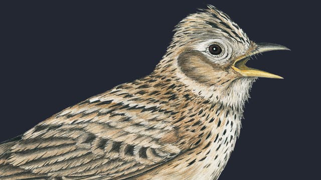 Illustration eines Singvogels (eine Feldlerche), mit detailliert gezeichnetem Gefieder in Brauntönen und einem offenen Schnabel, als ob er singt. Der Hintergrund ist dunkel, was den Vogel hervorhebt.