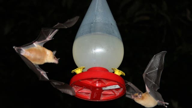 Fledermäuse auf Nahrungssuche