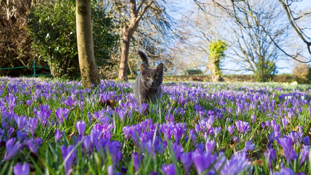 Eine graue Katze läuft durch ein Feld voller blühender lila Krokusse an einem sonnigen Tag. Im Hintergrund sind Bäume mit kahlen Ästen zu sehen, die auf den Frühling hindeuten. Die Szene vermittelt ein Gefühl von Ruhe und Naturverbundenheit.