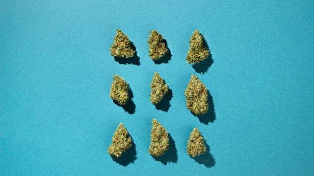 Mehrere grüne Cannabisblüten sind in einem gleichmäßigen Raster auf einem blauen Hintergrund angeordnet. Die Schatten der Blüten fallen nach rechts unten. Die Anordnung und der Kontrast zwischen den grünen Blüten und dem blauen Hintergrund betonen die Struktur und Farbe der Pflanzen.