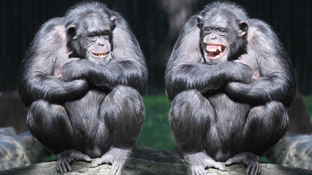 Zwei Schimpansen sitzen nebeneinander sich gegenseitig zugewandt bei Sonnenschein auf einem Ast in der Natur. Ihre Gesichter sehen aus, als würden sie gemeinsam lachen.