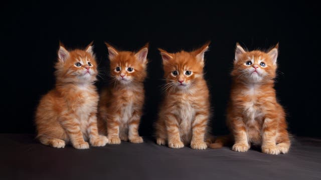 Vier wahnsinnig süße kleine rote Langhaar-Katzenbabies, super niedlich, sitzen vor dunklem Hintergrund.