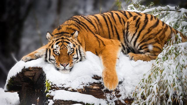 Ein Tiger liegt entspannt auf einem schneebedeckten Baumstamm in einer winterlichen Landschaft. Der Tiger schaut direkt in die Kamera. 