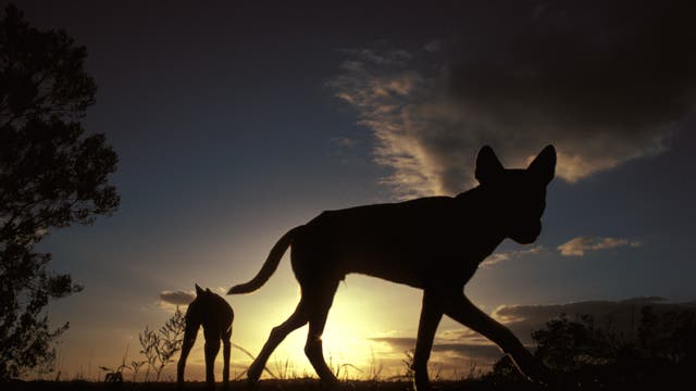 Dingos in der Dämmerung