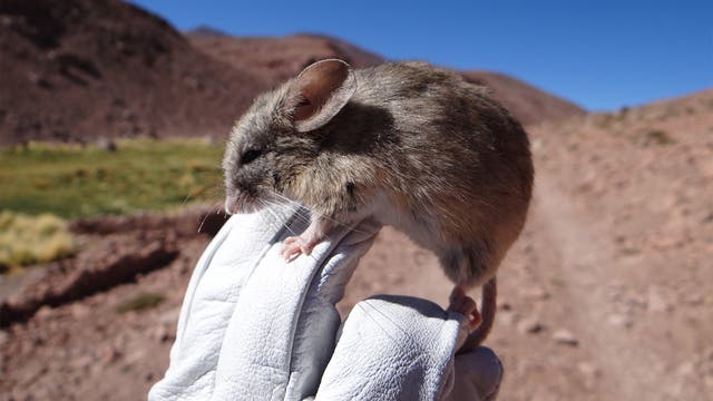 Eine Hand in einem weißen Handschuh hält ein Exemplar der Punta-de-Vacas-Blattohrmäuse. Im Hintergrund sieht man eine chilenische Wüstenlandschaft vor blauem Himmel.