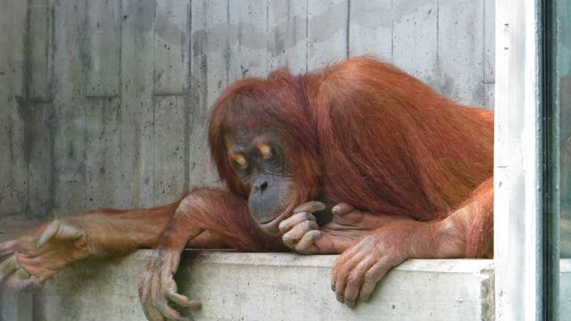 Orang Utan