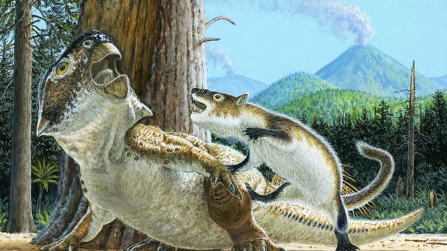 Säuger greift Dino an