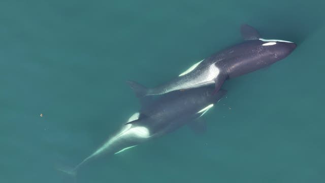 Zwei Orcas schwimmen dicht nebeneinander in klarem, türkisfarbenem Wasser. Die schwarz-weißen Muster der Wale sind deutlich sichtbar. Die Szene vermittelt Ruhe und die natürliche Schönheit der Meeressäuger.