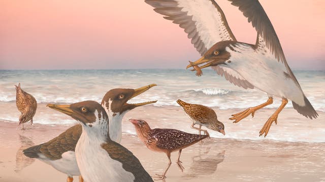 Künstlerische Rekonstruktion des bislang letzten bekannten Zahnvogels Janavis finalidens