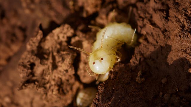 Eine weiße Larve, die aussieht wie eine Termite kriecht auf erdiger, brauner Oberfläche. Die Nahaufnahme zeigt die Details des Insekts, einschließlich seiner Fühler und der glänzenden Körperstruktur. Die Umgebung ist trocken und lehmig.