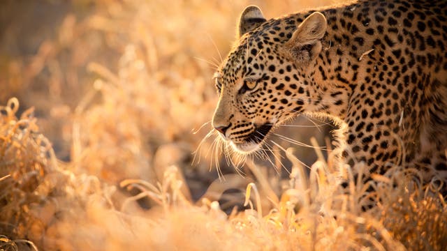 Leopard