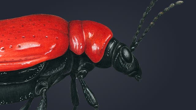 Nahaufnahme eines Käfers mit leuchtend rotem Rücken und schwarzem Körper auf dunklem Hintergrund. Der Käfer hat detaillierte Texturen auf den Flügeln und Fühlern.