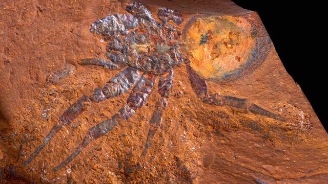 Fossilfund einer Spinne 