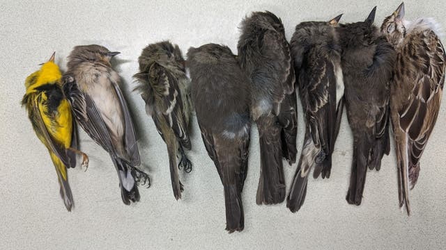 Hunderttausende tote Zugvögel in New Mexico und dem Südwesten der USA