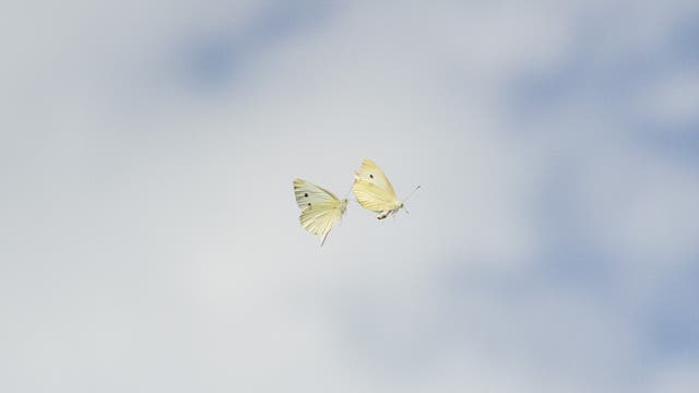Hochzeitsflug