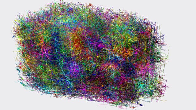 Eine komplexe, dreidimensionale Darstellung eines neuronalen Netzwerks, das aus einer Vielzahl von farbigen Linien besteht. Die Linien sind in einem dichten, chaotischen Muster angeordnet und repräsentieren die Verbindungen zwischen Neuronen. Die Farben variieren von Blau, Grün, Rot bis hin zu Gelb und Violett, was möglicherweise unterschiedliche Arten oder Funktionen der Neurone symbolisiert. Der Hintergrund ist neutral, um den Fokus auf die detaillierte Struktur des Netzwerks zu lenken.