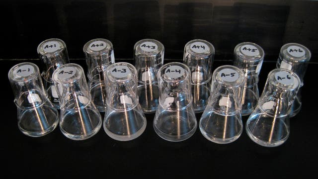 Richard Lenskis langfristiges Evolutionsexperiment mit E. coli