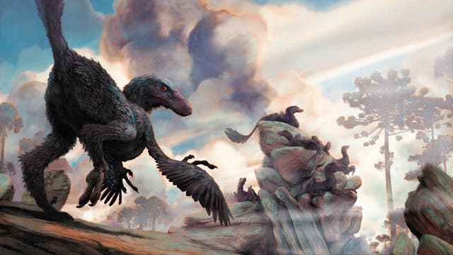 Der eineinhalb Meter lange Dromaeosaurier Zhenyuanlong suni, ein Verwandter von Velociraptor, konnte mit seinen kleinen Flügeln an den kurzen Armen nicht fliegen.