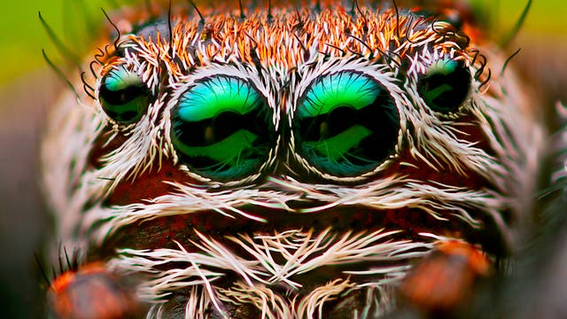 Augen einer Springspinne