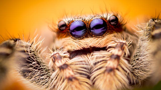 Springspinnen haben gute Augen und sensible Tasthaare