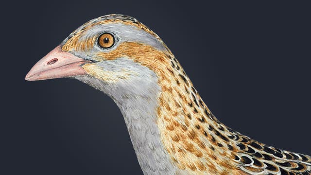 Ein detailliertes Bild eines Wachtelkönigs mit einem markanten, gemusterten Gefieder in Braun-, Grau- und Beigetönen. Der Vogel schaut nach links. Der Wachtelkönig ist bekannt für seine heimliche Lebensweise und seinen charakteristischen Ruf.