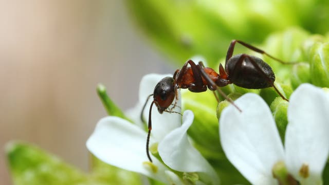 Kahlrückige Waldameise (Formica polyctena)
