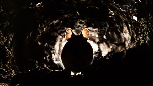 Eine Maus sieht im düsteren Licht zum Fürchten aus
