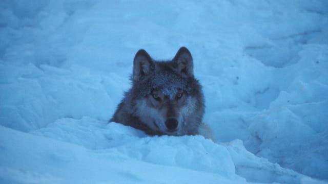 Wolf im Winterpelz