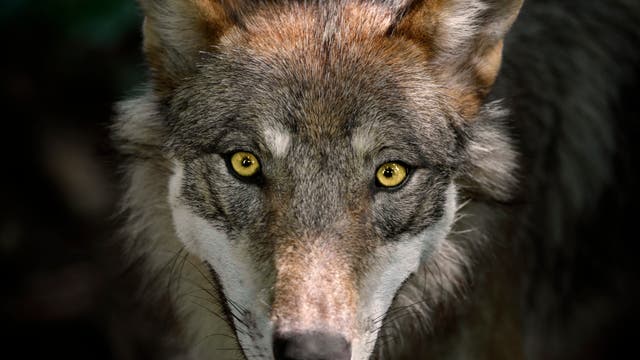 Wolf ganz nah