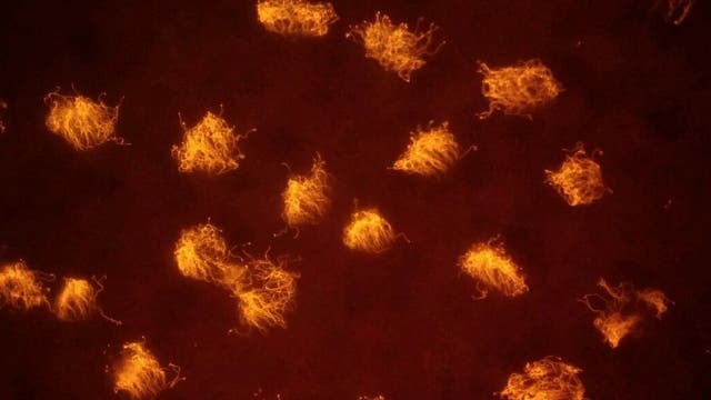 Biologische Miniroboter, die Xenobots, bewegen sich mit Hilfe der Härchen auf ihrer Oberfläche fort. 