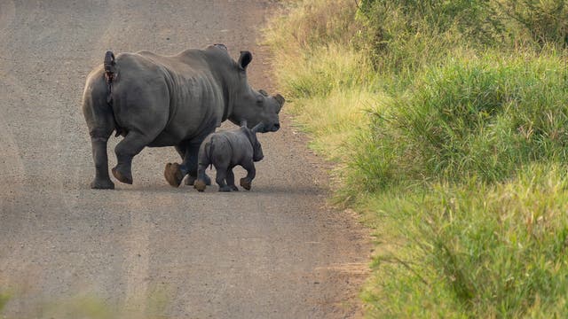 Ein Nashorn ohne Horn und sein Junges laufen auf einer unbefestigten Straße in einer grünen, grasbewachsenen Landschaft. Die Tiere bewegen sich von der Kamera weg, während sie die Straße überqueren. Die Umgebung ist ruhig und natürlich, mit Büschen und Gras an den Straßenseiten.