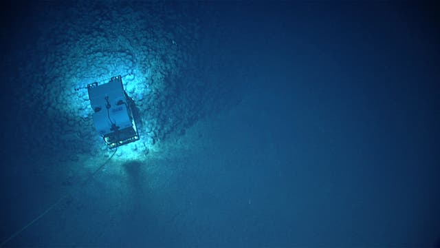 Ein ROV schwebt über einem Manganknollenfeld