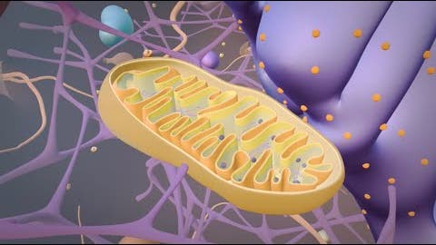 Metabolismus der Zelle